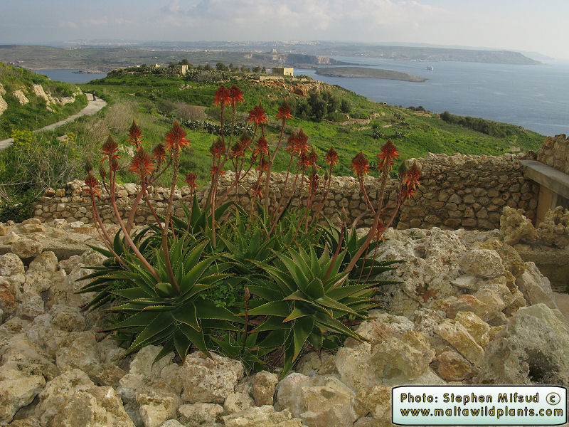 Aloe Arborescens Krantz Aloe The Online Flora Of The Maltese Islands 6640